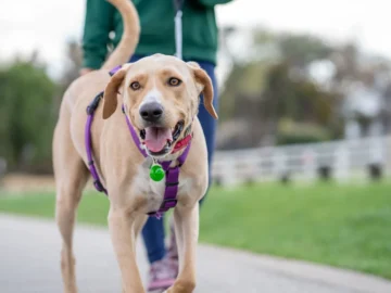 A light-colored dog wearing a purple harness walks toward the camera on a paved park path while a person holds its leash behind it.