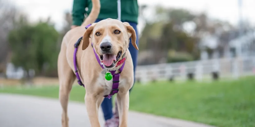 A light-colored dog wearing a purple harness walks toward the camera on a paved park path while a person holds its leash behind it.