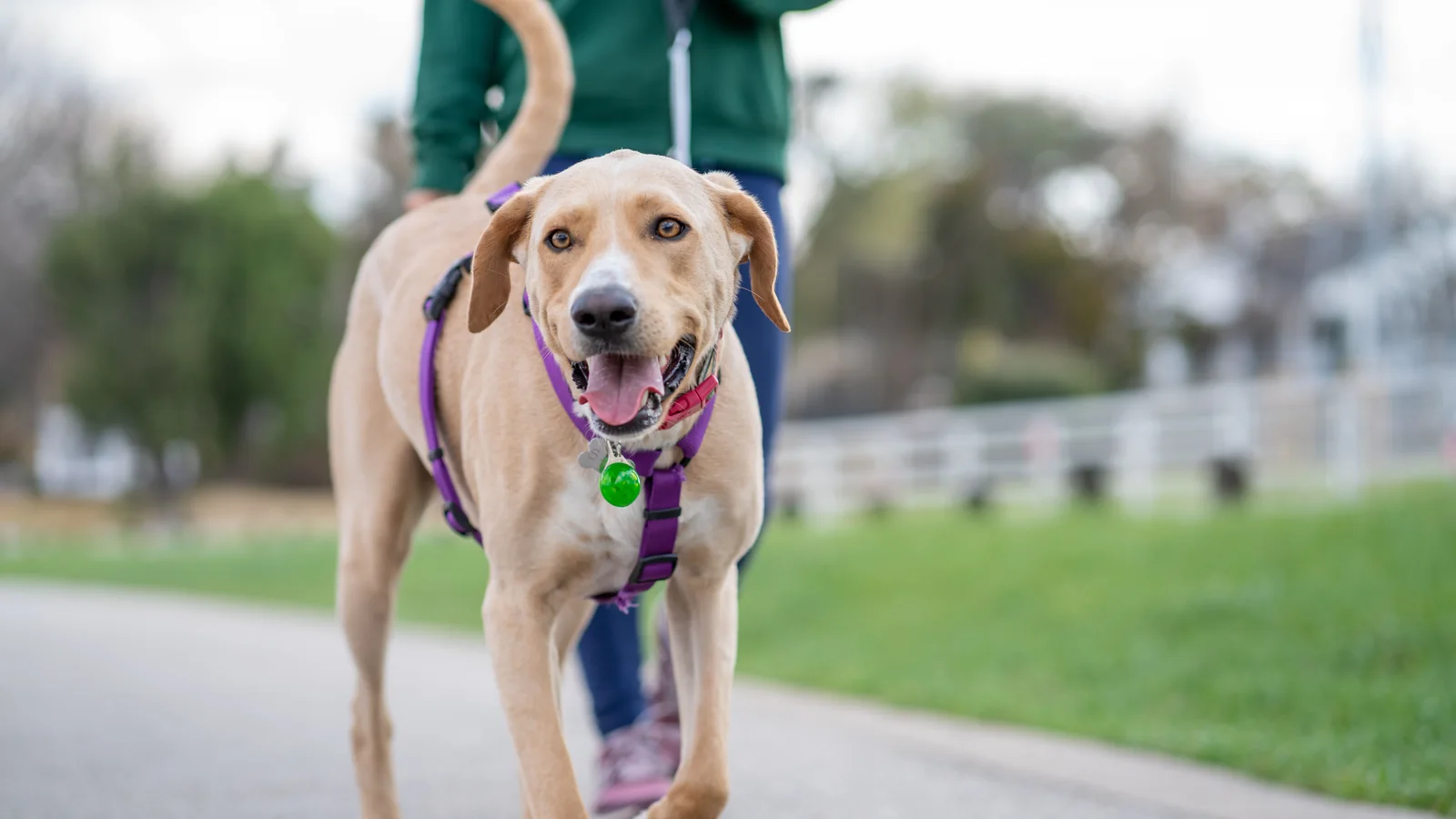 A light-colored dog wearing a purple harness walks toward the camera on a paved park path while a person holds its leash behind it.